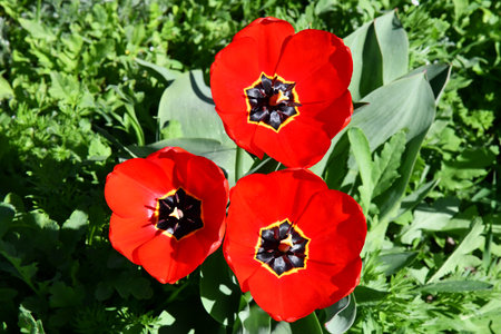 Bunch of red tulips. Close up spring flowers. Amazing red pink tulips blooming in garden. Tulip flower plants landscape. Spring blossom background. Spring blossom red and green background.の写真素材