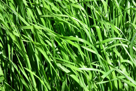 Green grass texture. Field of green grass, a lawn in spring. Background of color grass. Closeup of a freshly mowed lawn, park. Backdrop of pasture close up.の写真素材