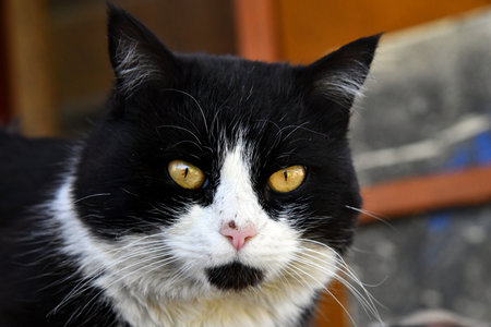 Black with white tuxedo cat with naughty expression, laying down facing front. Looking towards camera. Isolated on a white background.の写真素材