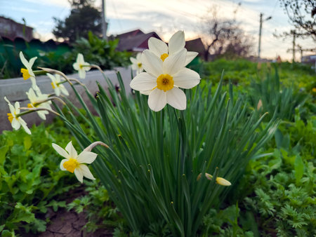 Close up of white yellow narcissus (double daffodil) flower on sunset background. Spring flowers concept.の写真素材