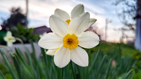 Close up of white yellow narcissus (double daffodil) flower on sunset background. Spring flowers concept.の写真素材
