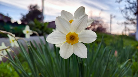 Close up of white yellow narcissus (double daffodil) flower on sunset background. Spring flowers concept.の写真素材