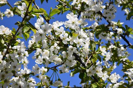 Branches of blossoming cherry macro with soft focus on gentle light blue sky background in sunlight with copy space. Beautiful floral image of spring nature.の写真素材