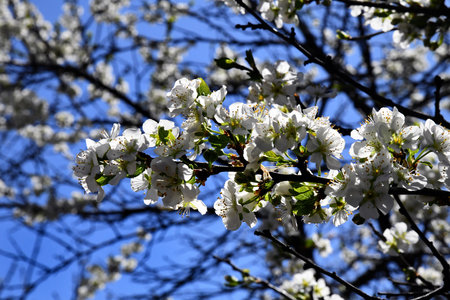 Branches of blossoming cherry macro with soft focus on gentle light blue sky background in sunlight with copy space. Beautiful floral image of spring nature.の写真素材