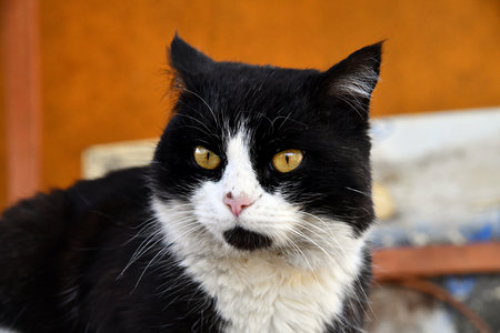 Cute black with white tuxedo cat kitten with naughty expression, laying down facing front. Looking towards camera. Isolated on a white background.の写真素材