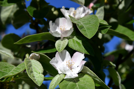 Fresh quince blossom, beautiful pink flowers falling in the air isolated on pink background. Zero gravity or levitation, spring flowers conception, high resolution imageの写真素材