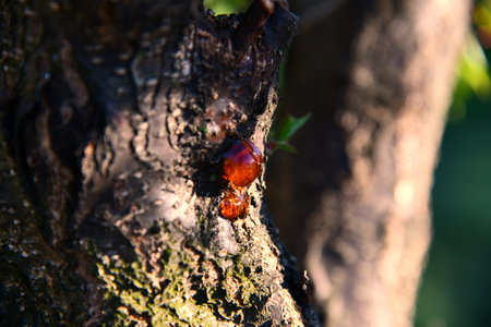 Close up on tree resin on bark in focus blurの写真素材