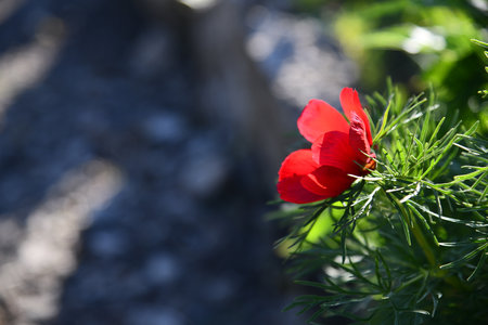 Red orange Crocosmia crocosmiiflora, or montbretia, Carmin Brilliant in flower.の写真素材
