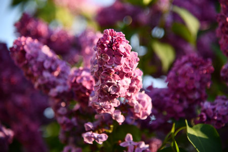 Lilac flowers. Spring lilac flowers close-up. Branch of lilac branches. Bright flowers of spring lilac bushの写真素材