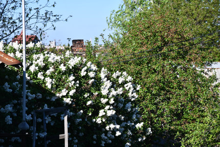 Large lilac bush in spring. Bright flowers of spring lilac bush. Spring lilac flowers close-up. Twig beautiful varietal blooming flowerの写真素材