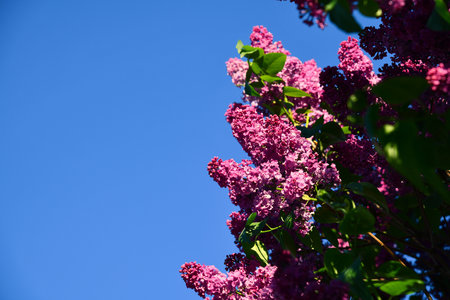 Large lilac bush in spring. Bright flowers of spring lilac bush. Spring lilac flowers close-up. Twig beautiful varietal blooming flowerの写真素材