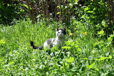 Contented cat licks. Hungry cat on white background for advertising.の写真素材
