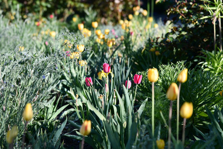 Vibrant red geraniums flourish in a garden bordered by neatly trimmed grass and ornamental plants.の写真素材
