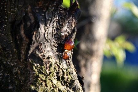 Close up on tree resin on bark in focus blurの写真素材