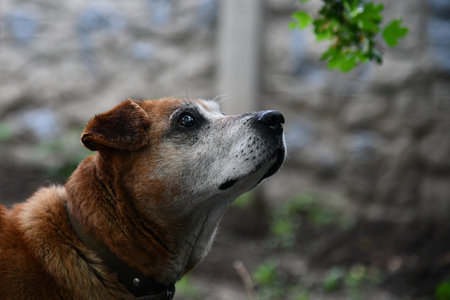Beautiful ginger husky dog playing with girl in autumn colors. Feeling portrait of woman and foxy dog close-up. Girl plays with white red husky in park in fresh air. Walking pet with owner in outdoor.の写真素材