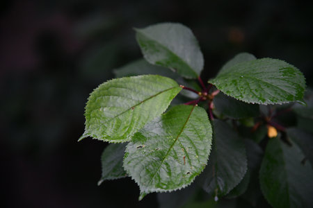 Green leavesの写真素材