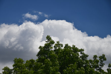 Green tree top line over blue sky and clouds background in summerの写真素材