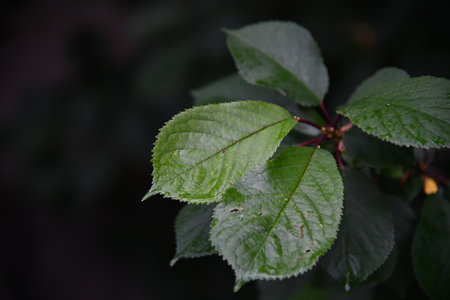 Green leavesの写真素材