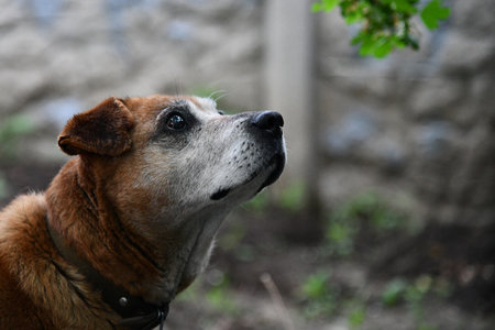Beautiful ginger husky dog playing with girl in autumn colors. Feeling portrait of woman and foxy dog close-up. Girl plays with white red husky in park in fresh air. Walking pet with owner in outdoor.の写真素材