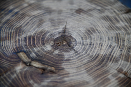 Rustic Cabin Retreat In The Forest With Large Bay Windowsの写真素材