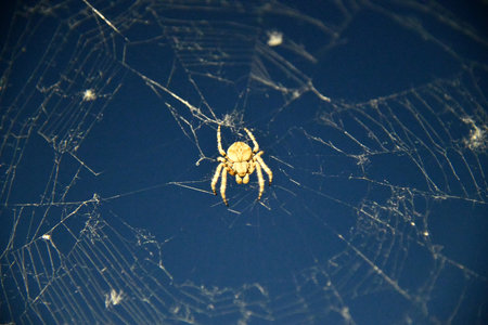Brown house spider on windowsillの写真素材