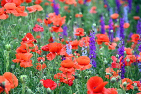 Sunrise over a field with distant treesの写真素材