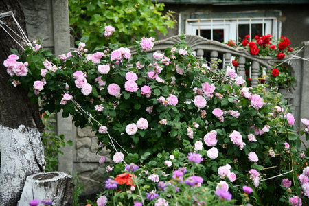 Sunrise Sunrise over a sunflower field with distant trees over a sunflower field with distantの写真素材