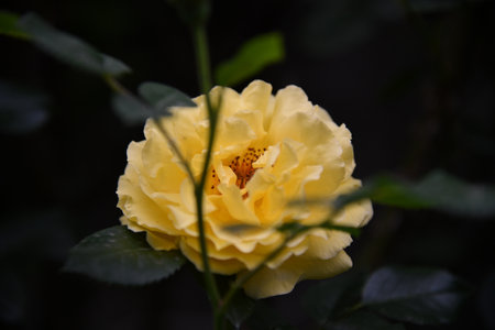 Flowers with amazing red,orange,pink,purple,green and white,Wedding decoration,の写真素材