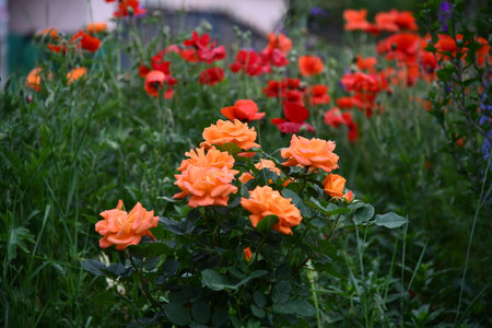 Flowers wall background with amazing red,orange,pink,purple,green and white flowers ,Wedding decoration, hand made Beautiful flower wall backgroundの写真素材