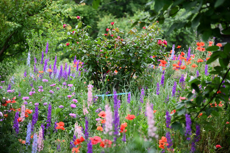 Flowers background with amazing red, orange, pink, purple, green and white flowers.の写真素材