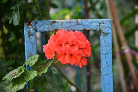 Sunrise over a sunflower field with distant treesの写真素材