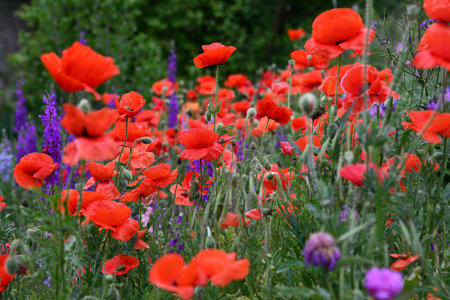 Sunrise Sunrise over a sunflower field with distant trees over a sunflower field with distantの写真素材