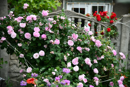 Sunrise over a sunflower field with distant treesの写真素材