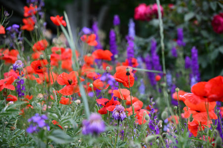 Sunrise over a field with distant treesの写真素材