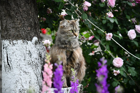 Orange tabby cat resting under a blooming tree in a sunny meadowの写真素材