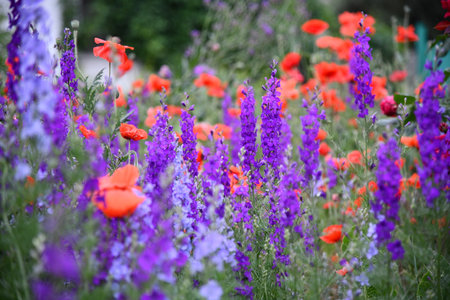 Flowers wall background with amazing red,orange,pink,purple,green and white flowersの写真素材