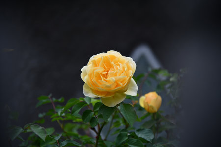 Flowers wall background with amazing red,orange,pink,purple,green and white chrysanthemum flowers ,Wedding decoration, hand made Beautiful flower wall backgroundの写真素材