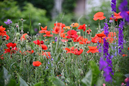 Flowers wall background with amazing red,orange,pink,purple,green and white flowers ,Wedding decoration,の写真素材