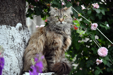 Orange tabby cat resting under a blooming cherry blossom tree in a sunny meadowの写真素材