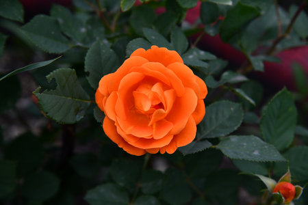 Sunrise Sunrise over a sunflower field with distant trees over a sunflower field with distantの写真素材