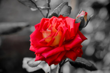 red rose There is a black background,focus red rose There is a black background with a dark tone.の写真素材
