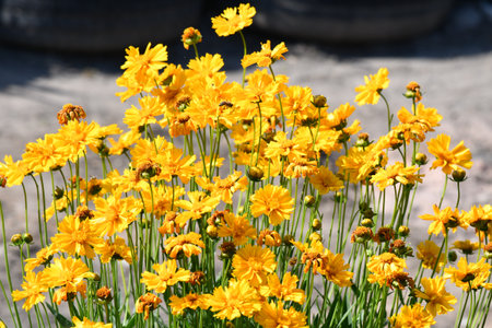 Single yellow flower blooming among dark stonesの写真素材