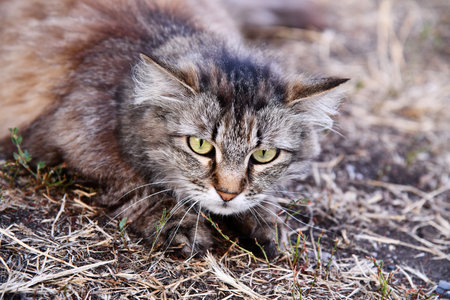 cat lying on the groundの写真素材