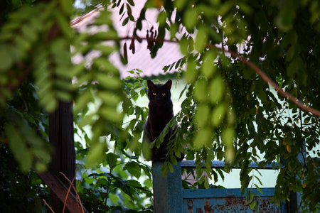 black cat sitting on a fenceの写真素材