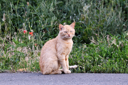 cat taking a selfie among dark stonesの写真素材