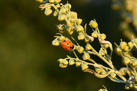 Ladybug walking on a green plantの写真素材