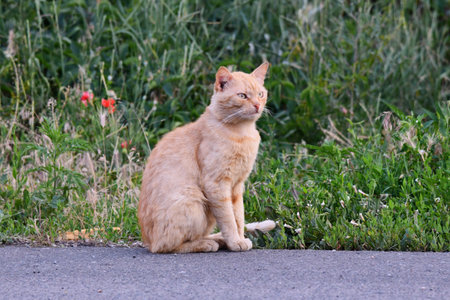 cat taking a selfie among dark stonesの写真素材