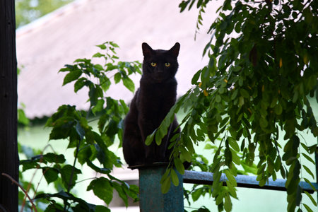 cat taking a selfie among dark stonesの写真素材