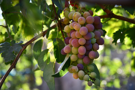 Wine grapes on a beautiful old grapevine with colorful vineyard backlighting and copy space.の写真素材