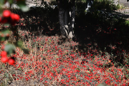 A branch full of red hawthorn berries in early autumn. Hawthorn...の写真素材